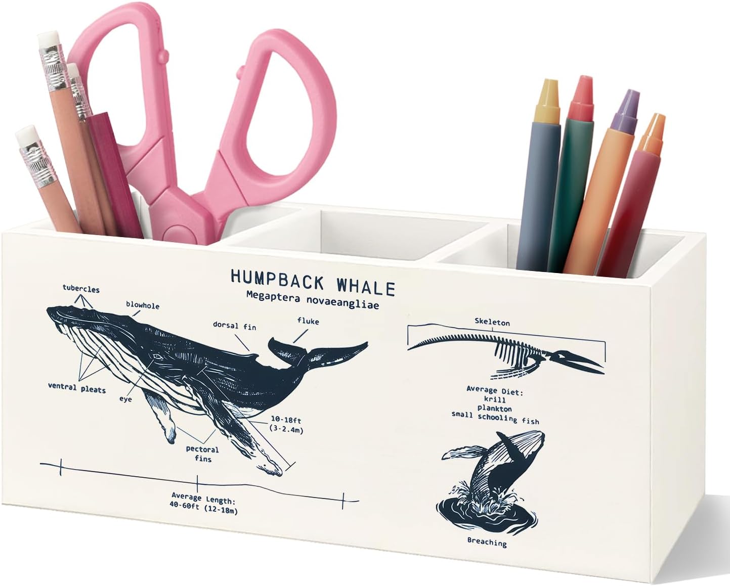 Killer Whale Gifts Wooden Pen Pencil Holder, Whale Shark Gifts for Ocean Lovers, Marine Biology Wooden Makeup Brush Organizer
