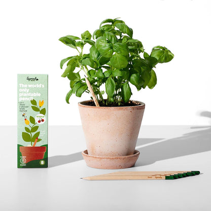 SproutWorld Wood-Cased Pencils | Mindful Thoughts Edition | HB Pre-Sharpened Graphite Plantable Wooden Pencils with Flower, Herb & Vegetable Seeds | Gift with Inspirational Quotes | 8 Pack